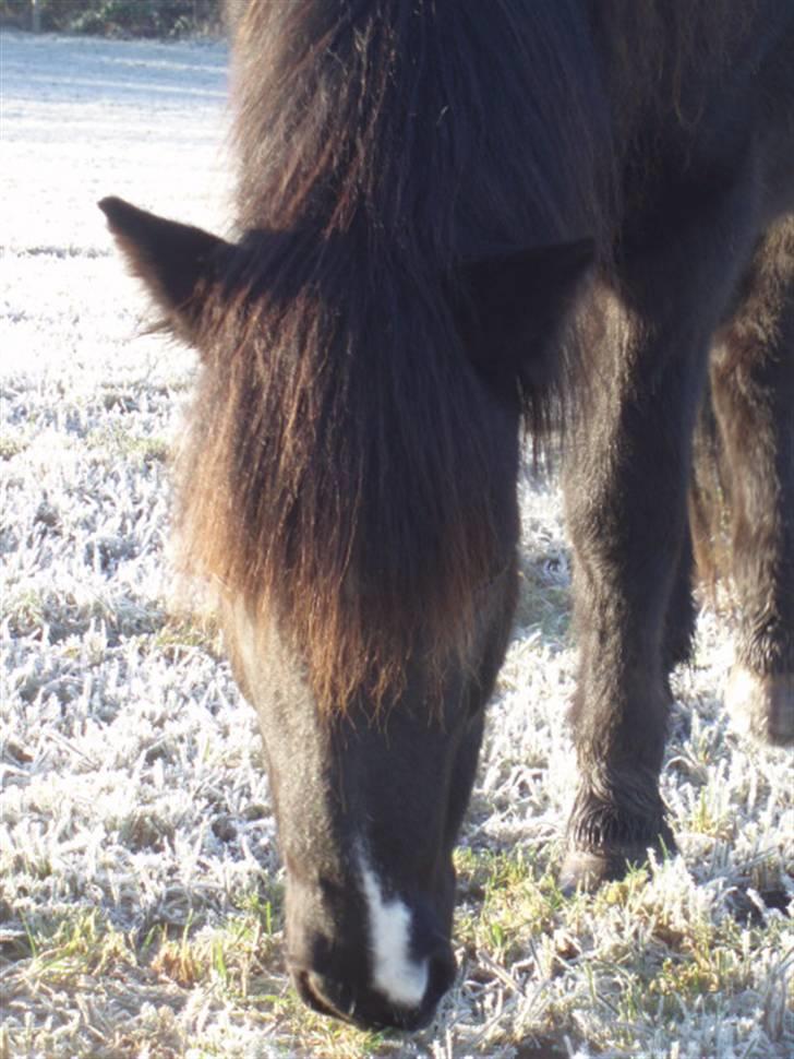 Islænder Hüginn fra Sejerslev  - en december dag <3  billede 18