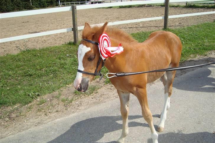 New Forest Chio Chaman billede 10