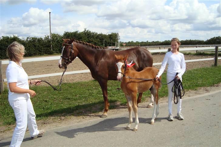 New Forest Chio Chaman billede 11