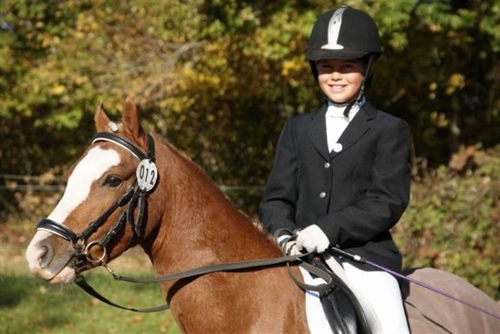 Welsh Pony (sec B) CeltonAristides *solgt* billede 15