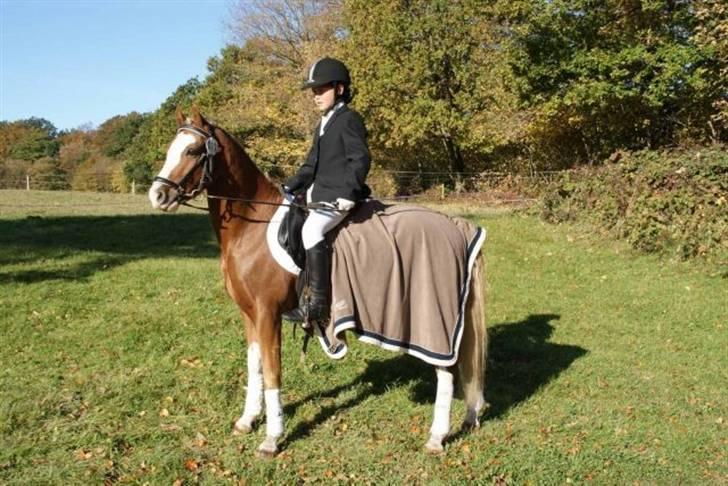 Welsh Pony (sec B) CeltonAristides *solgt* billede 16