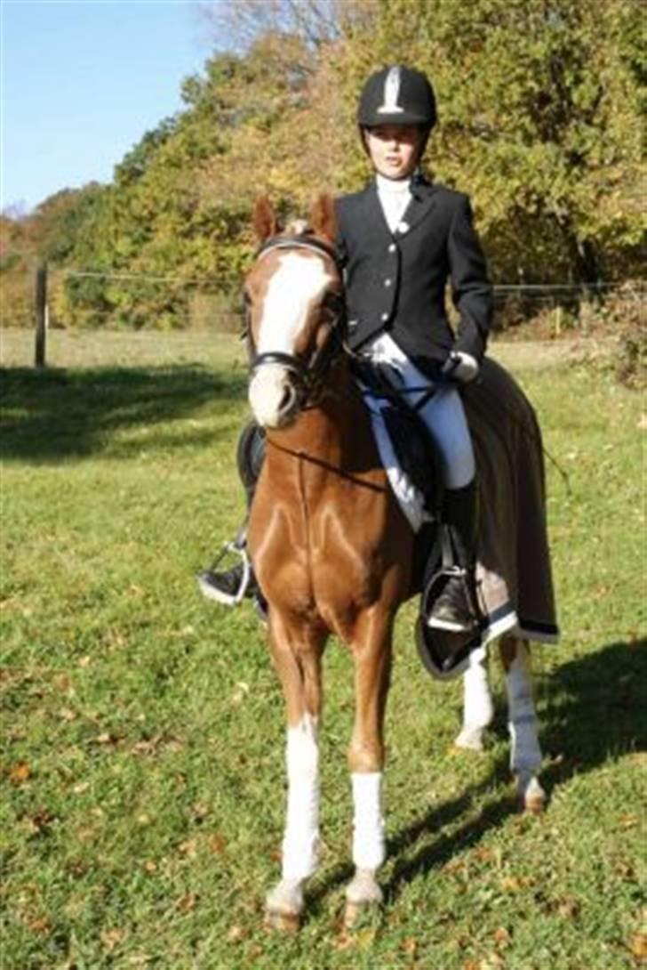 Welsh Pony (sec B) CeltonAristides *solgt* billede 17