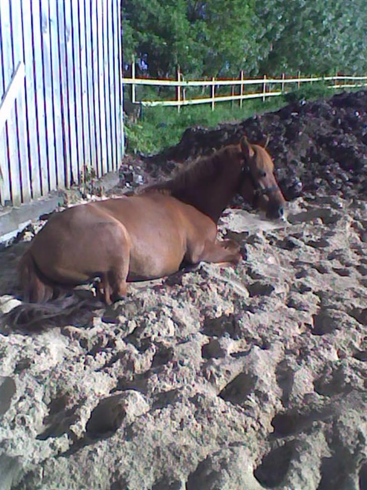 Anden særlig race Emma¤rider ikk mere¤ billede 1