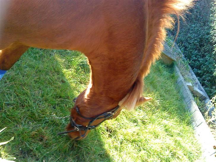 Anden særlig race Emma¤rider ikk mere¤ billede 2