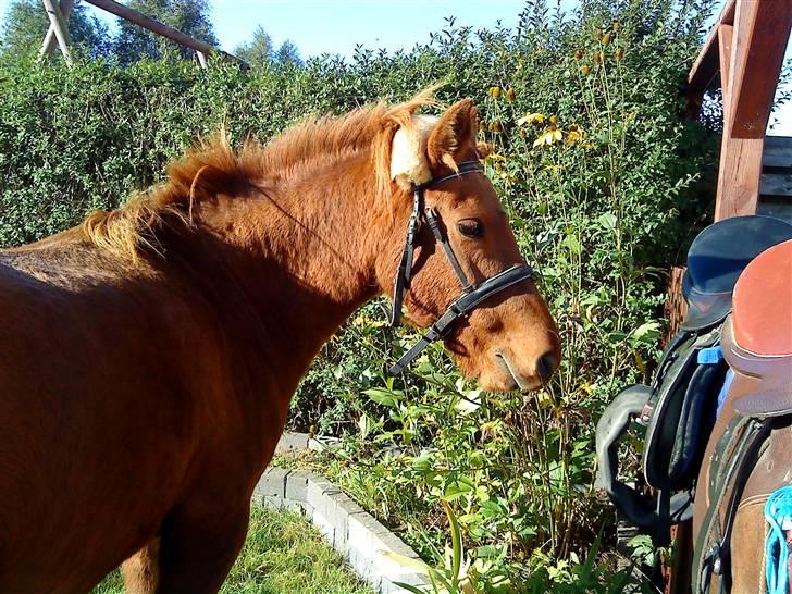 Anden særlig race Emma¤rider ikk mere¤ billede 3