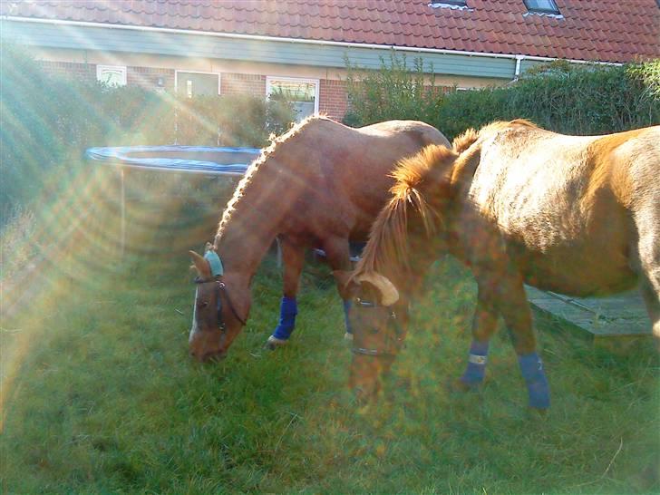 Anden særlig race Emma¤rider ikk mere¤ billede 4