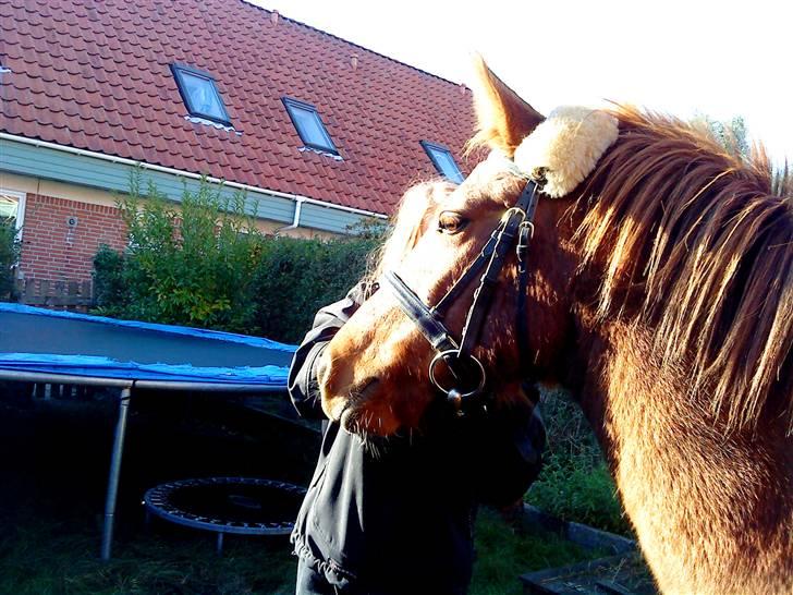Anden særlig race Emma¤rider ikk mere¤ billede 5