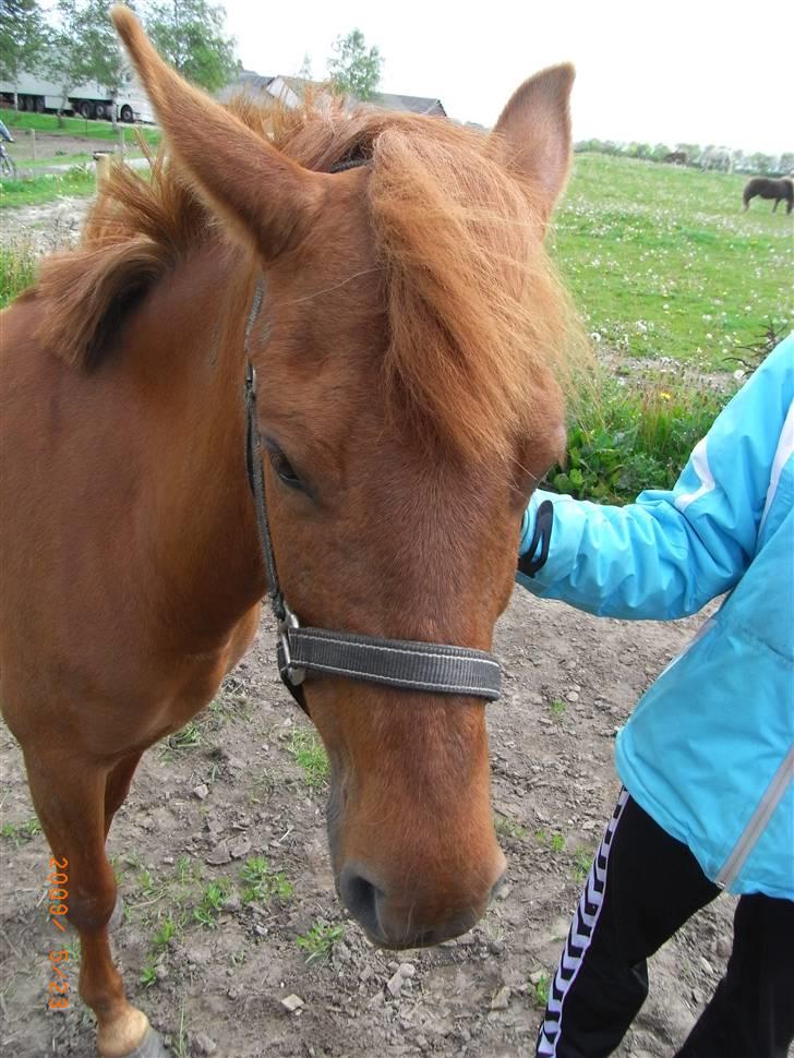 Anden særlig race Emma¤rider ikk mere¤ billede 6