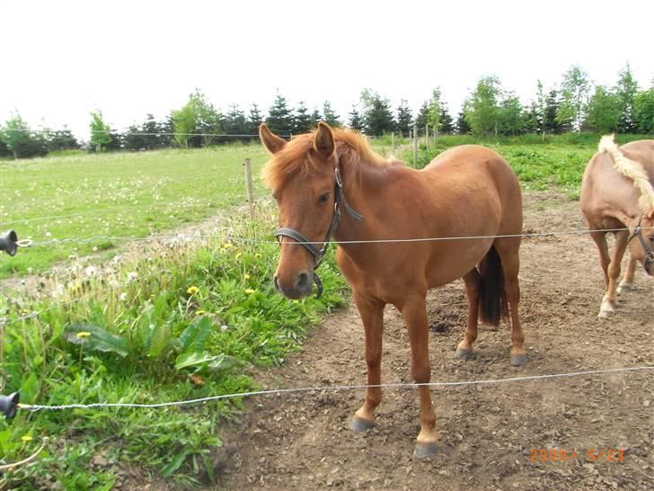 Anden særlig race Emma¤rider ikk mere¤ billede 7