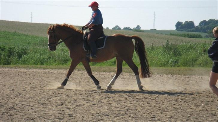 Anden særlig race Shakira - "En god hestetræner kan få hesten til at gøre som han vil have den til, en fremragende hestetræner kan få hesten til selv at ønske at gøre det." Monty Roberts billede 19