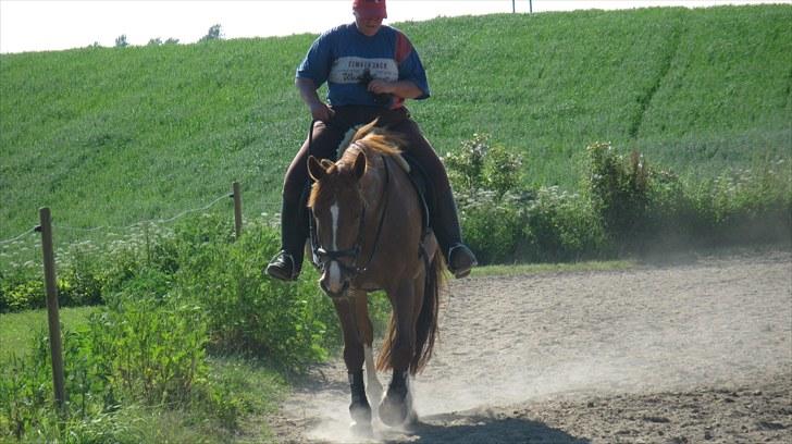 Anden særlig race Shakira - En selvtilfreds hest efter en god gang undervisning i sommervarmen 1 juli 2010 :)  "Dressuren er til for hesten ikke omvendt...!" - Bent Branderup  Tak for kigget, kom gerne igen, og smid gerne en kommentar og en bedømmelse:) billede 20