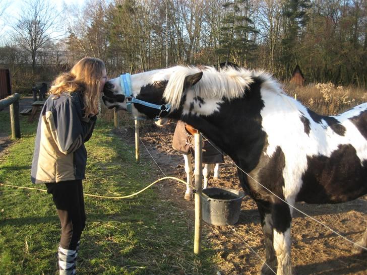 Barockpinto Big Ben R.I.P - jeg får lige et kys  billede 9