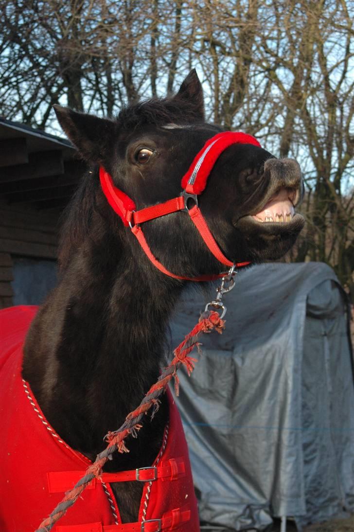 Oldenborg Asterix Pizziricco *MIN ENGEL<3* - 6 år - Nytårsaften 2009-2010 *Foto: Mig* billede 48