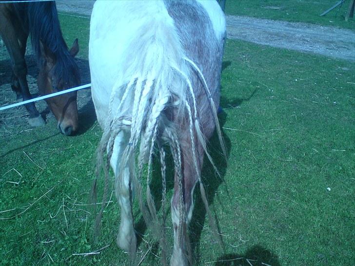Anden særlig race Mr. Mulle<3 - Solgt :( - Mig og Marlene syntes lige at han skulle have krøller i halen iden stævnet den efterfølgende dag, så det blev den en masse strittende krøller ;p (Fotograf: Mig) billede 3