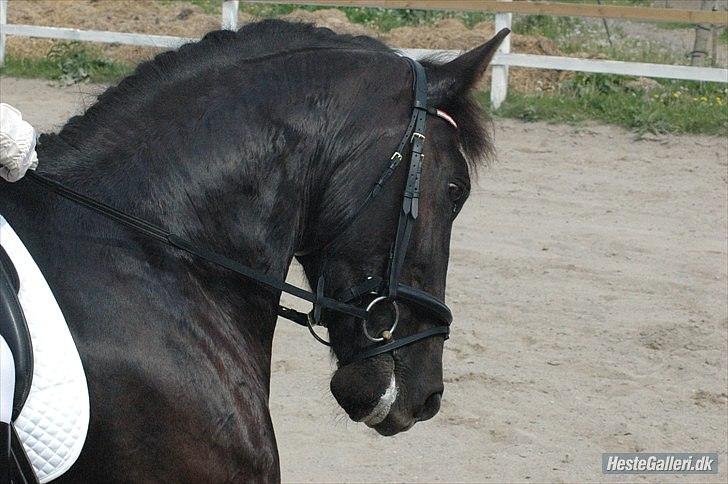 Oldenborg Asterix Pizziricco *MIN ENGEL<3* - 6 år - Juni 2010 *Foto: Louise* billede 41