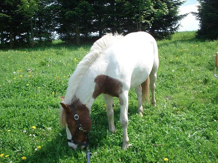 Anden særlig race Mr. Mulle<3 - Solgt :( - og græsse :D (Fotograf: Mig)  billede 7