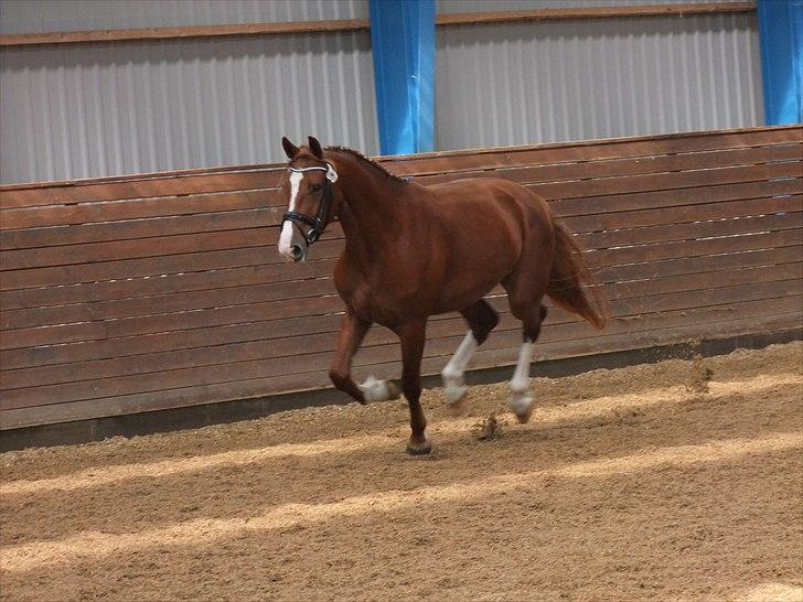 Frederiksborg Phie Kattegat billede 6