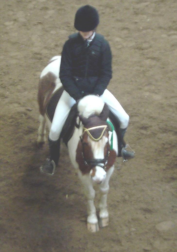 Anden særlig race Mr. Mulle<3 - Solgt :( - Til præmieoverækkelse i Boller ridekub (: Fordi han næsten kan stå lige med hovene :D billede 8
