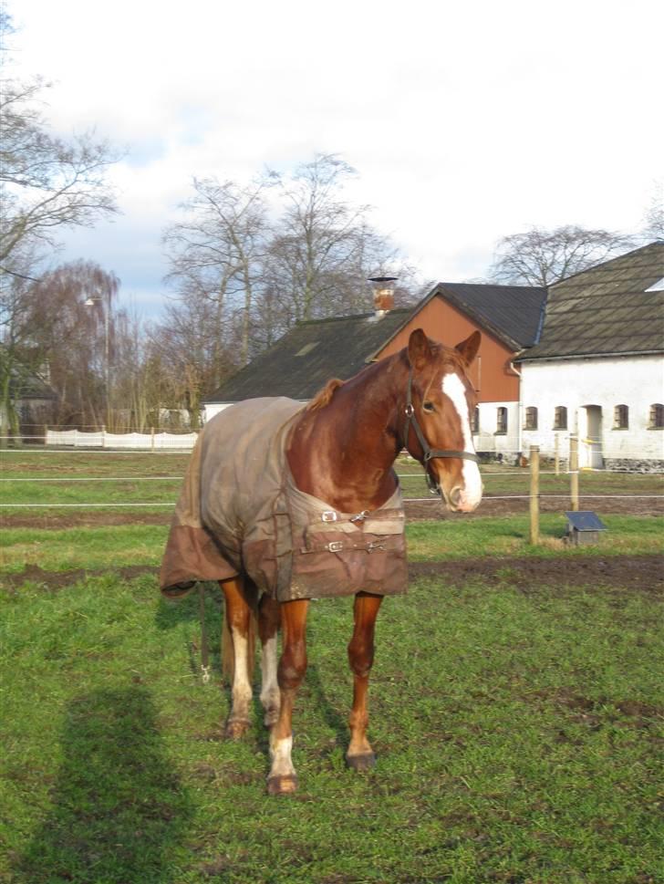 Frederiksborg Phie Kattegat billede 14