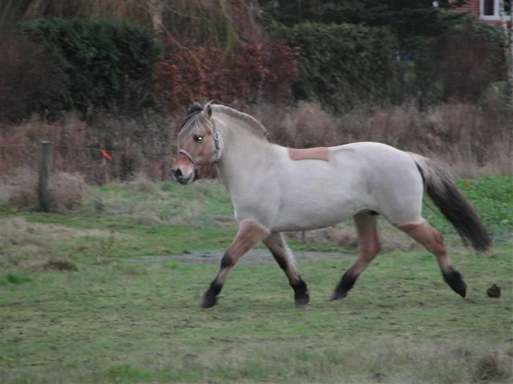 Fjordhest laybourns pink cleo billede 16
