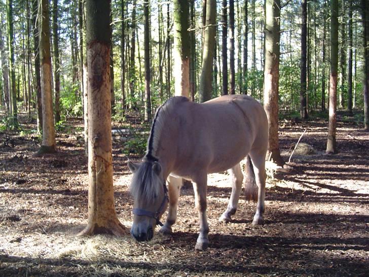 Fjordhest Højgårds Gabby - November 2009 Gabby er ny 3,5 år billede 19