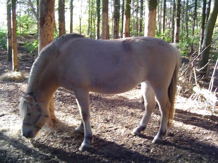 Fjordhest Højgårds Gabby - Stor som et hus, og klar til tilridning. Jeg glæder mig billede 20