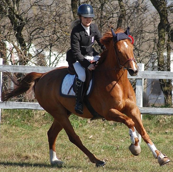 Anden særlig race MR.BOMBASTICK billede 18