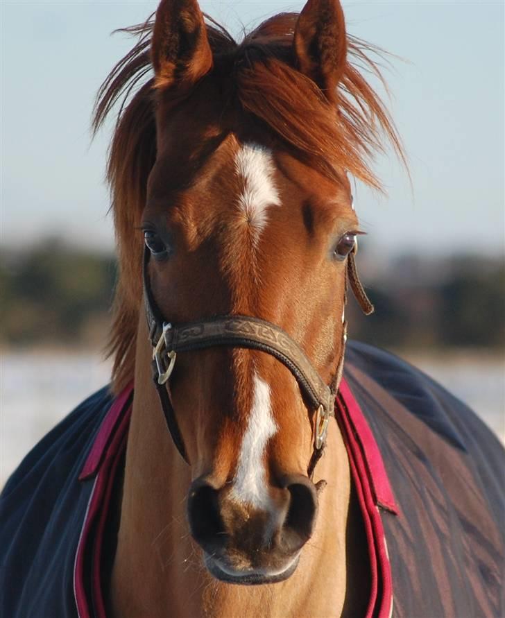 Anden særlig race MR.BOMBASTICK - En rigtig frækkert;)  Foto mor Annika billede 19