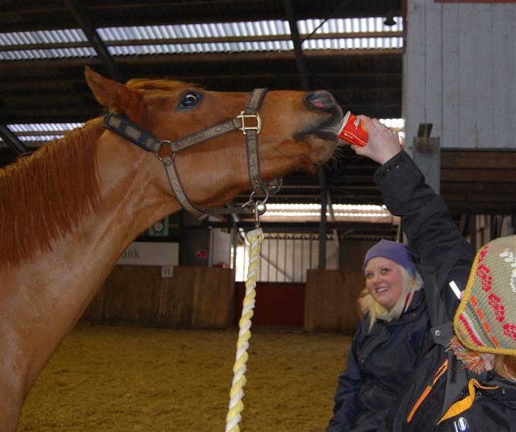 Anden særlig race MR.BOMBASTICK - elsker bare kaffe ;) foto mor annika.. billede 20