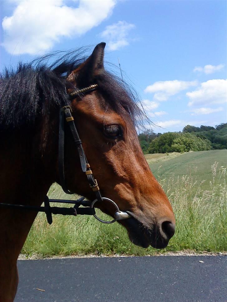 Anden særlig race Mini Max | Elevpony | gl. passer<3. - 3. Ilona har lige redet på ham, så de skridter lige ned ad vejen(-: Foto: Mig billede 3