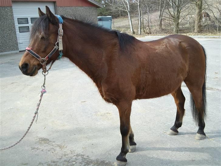 Anden særlig race Mini Max | Elevpony | gl. passer<3. - 4. Da vi skulle trække ham op i hans lille hus. Jeg skulle selvf. lige have et billed(-: Foto: Mig billede 4