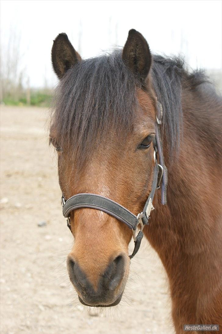 Anden særlig race Mini Max | Elevpony | gl. passer<3. - 5. Ude på folden(-: Foto: Emily Hodgkins, tak! :-D billede 5