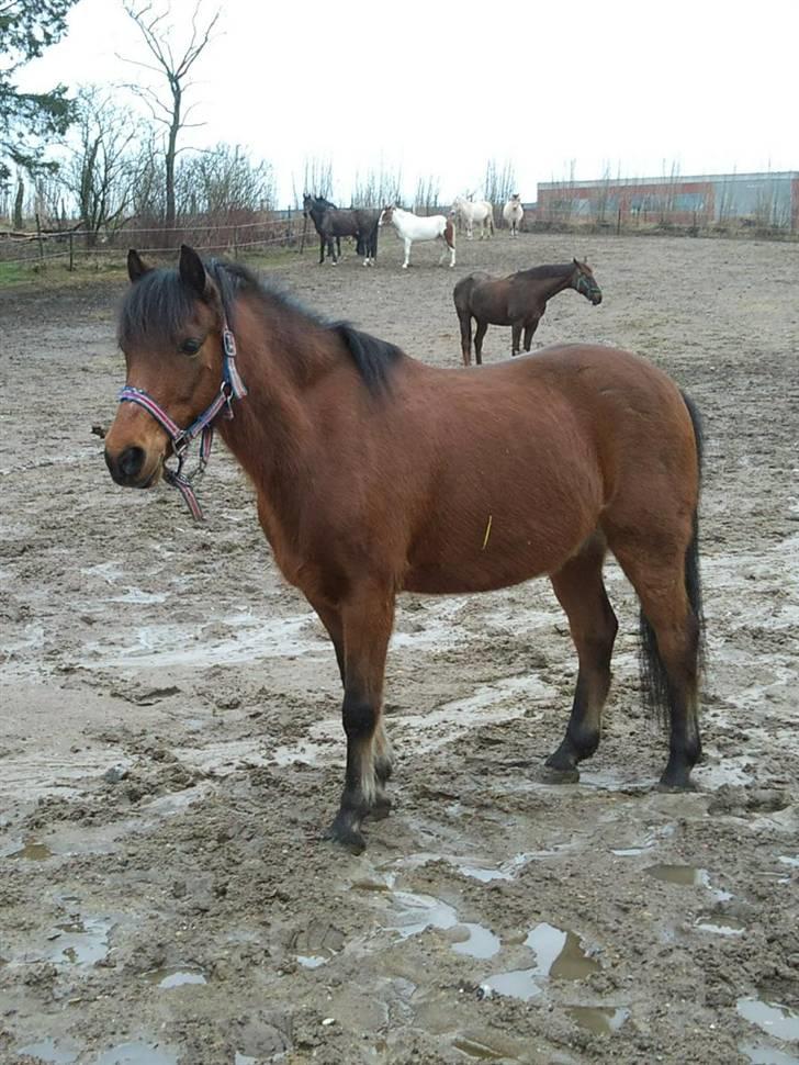 Anden særlig race Mini Max | Elevpony | gl. passer<3. - 7. På fold, han skal til at trækkes ind(-: Foto: Mig billede 7