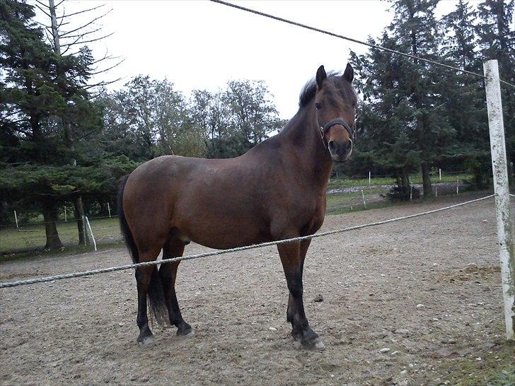 Anden særlig race Mini Max | Elevpony | gl. passer<3. - 9. Minse på fold. :-D Foto: Mig. billede 9