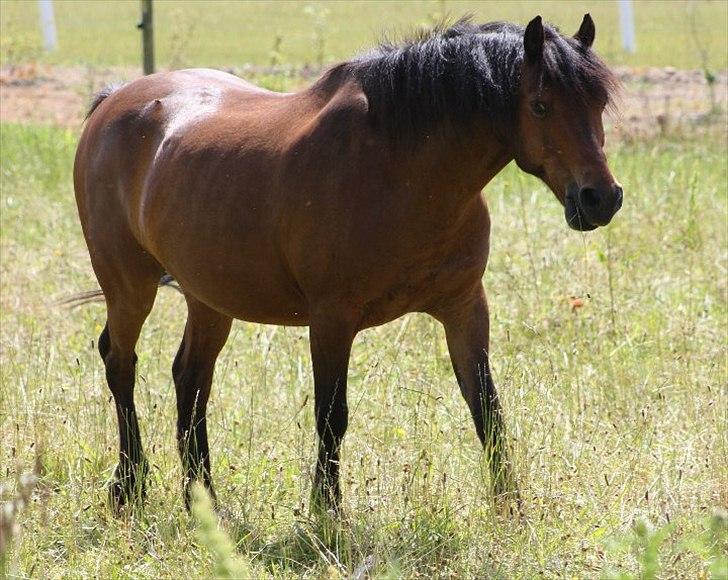 Anden særlig race Mini Max | Elevpony | gl. passer<3. - 10. Smukke Mini på sommerfold. :-D Foto: Emma Sonja(-: billede 10