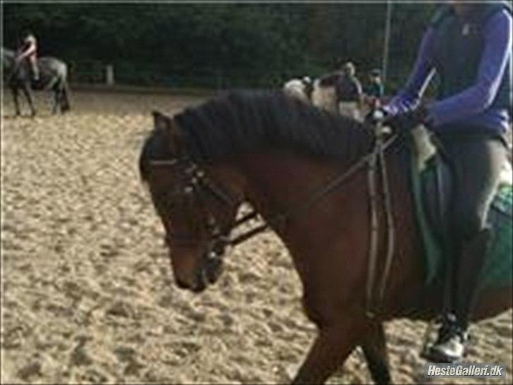 Anden særlig race Mini Max | Elevpony | gl. passer<3. - 11. Mig og Mini der træner dressur. :-D Du er så skøn skat. <´3 Foto: Elisabeth Løfting, TAAAK. :-D billede 11