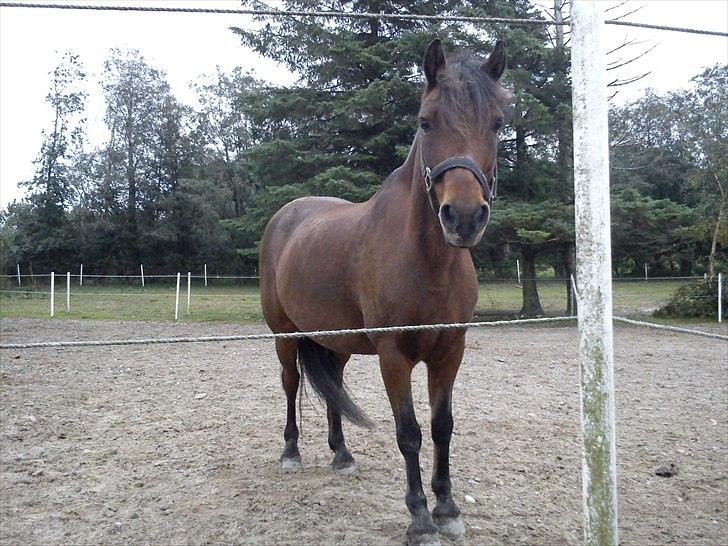 Anden særlig race Mini Max | Elevpony | gl. passer<3. - 12. Minse på fold igen. :-D Foto: Mig billede 12