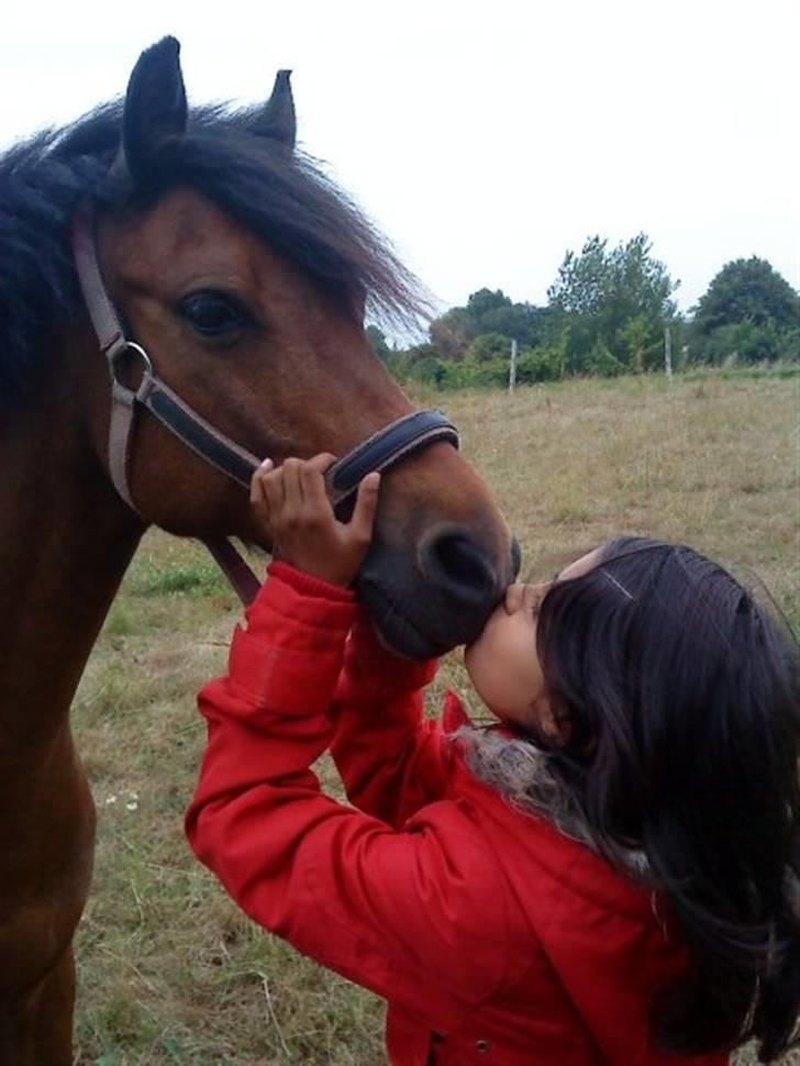 Anden særlig race Mini Max | Elevpony | gl. passer<3. - 13. Dejligt kys. På sommergræs(-: Foto: Ilona billede 13