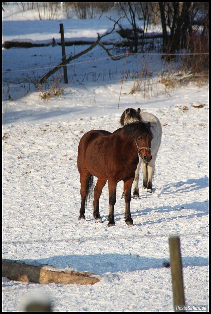 Anden særlig race Mini Max | Elevpony | gl. passer<3. - 14. Mini ude i sneen, på folden.(-: Foto: Pernille Kirstine, taak!(-: billede 14