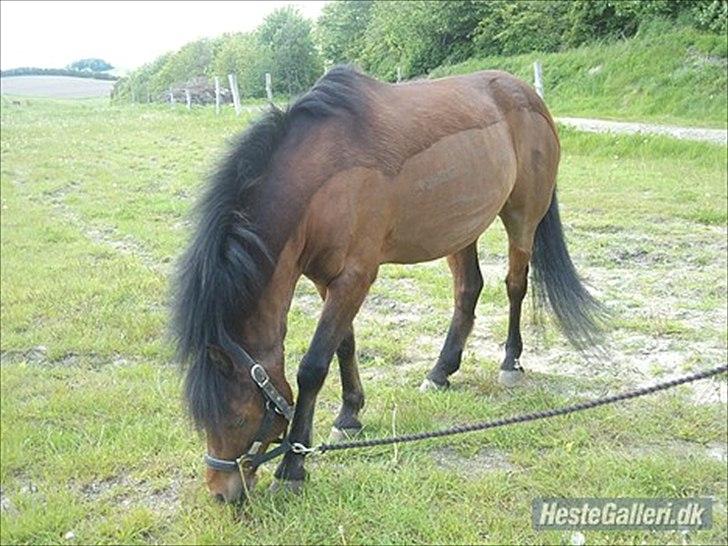 Anden særlig race Mini Max | Elevpony | gl. passer<3. - 17. Dagen før stævne. :-D Mig og Camilla har lige vasket ham, så han han skal lige have græs og tørre. :-D billede 17