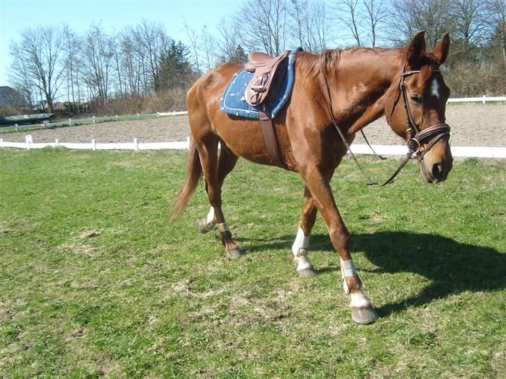 Dansk Varmblod Mirelle Kongeådal RDH R.I.P. - Mirelle var meget tilfreds efter springtræning... med god grund. billede 20