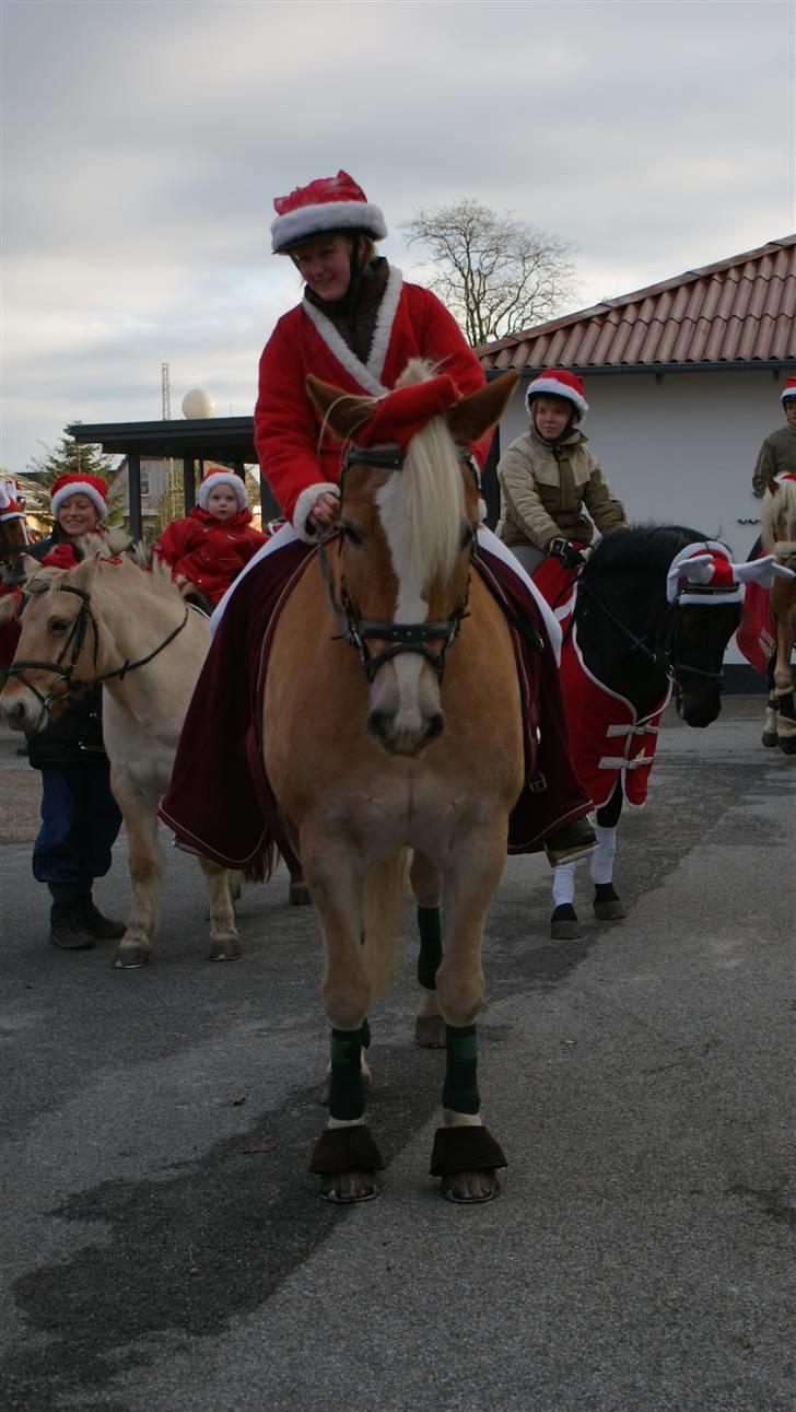 Haflinger Rössi  Solgt billede 20