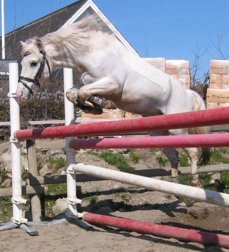 Welsh Pony (sec B) Hovmarkens Liva *Solgt* billede 8
