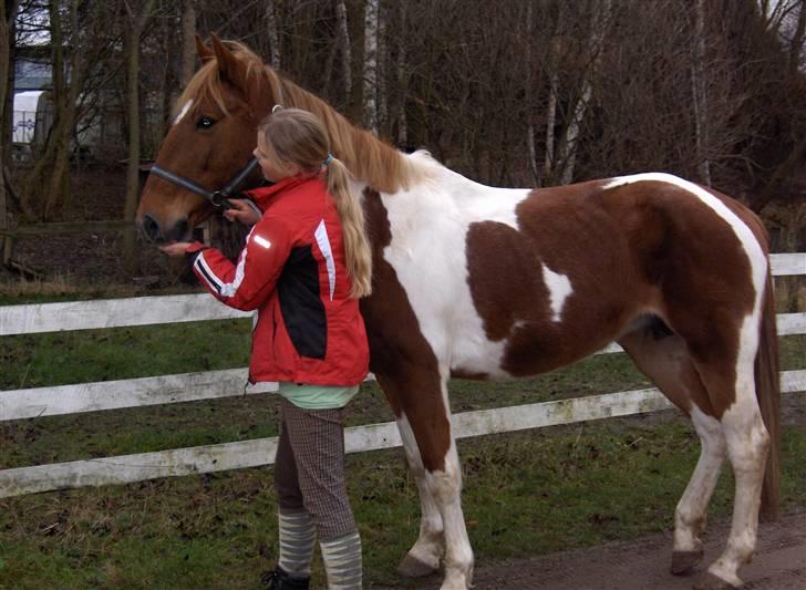 Pinto Freja < 33 Solgt :( - Nurhh, put put billede 2