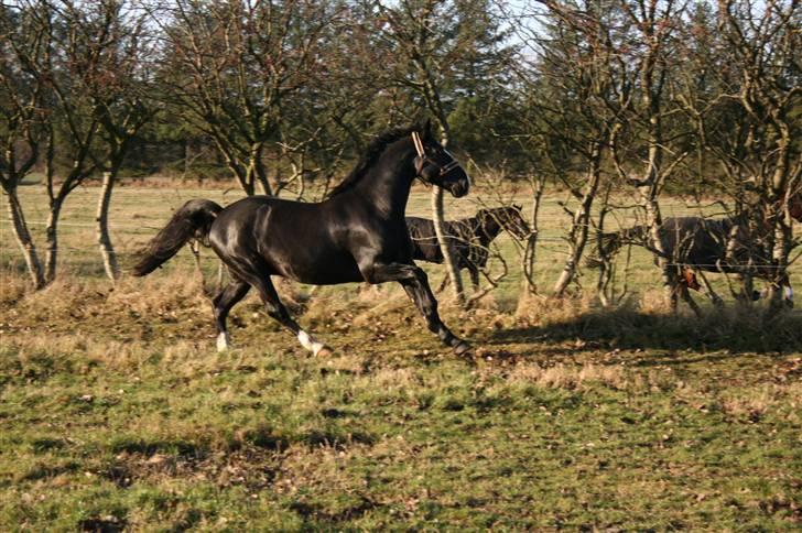 Anden særlig race Diego  - december 2009 på FHR billede 20