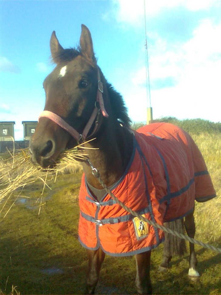 Anden særlig race Merlot billede 10