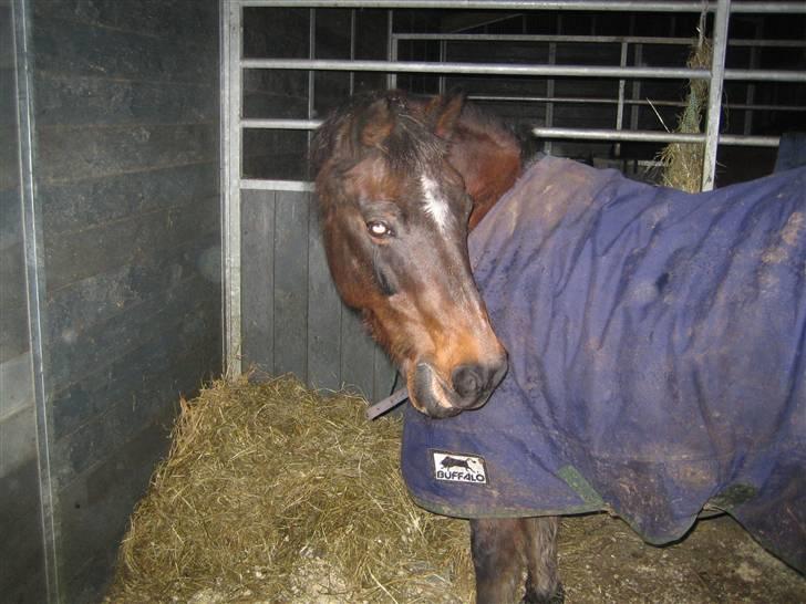 Anden særlig race Mitsi - Den 22/11-09 Sidste gang jeg så hende inden hun blev aflivet. billede 20