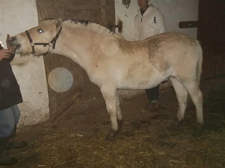 Fjordhest ask (solgt) billede 1