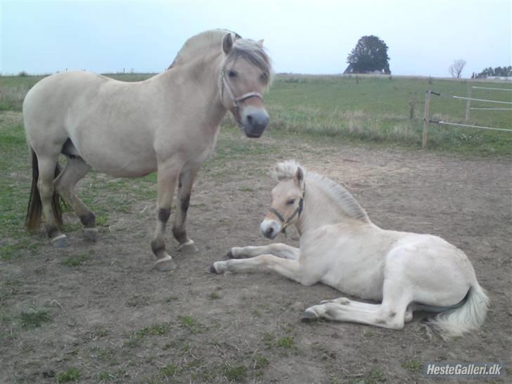 Fjordhest ask (solgt) billede 2