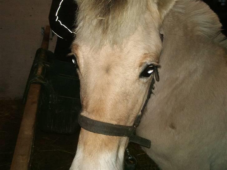 Fjordhest ask (solgt) billede 3